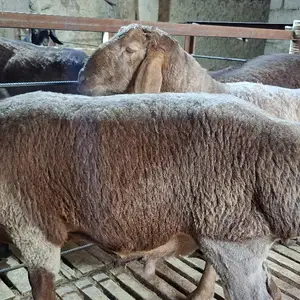 Кучкор, Худжанд