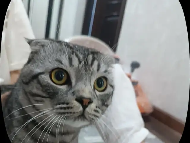 Потерянная кошка, Ваҳдат