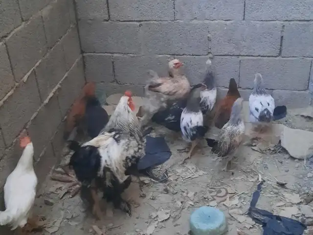 Чучахои хонаги, Ҳисор