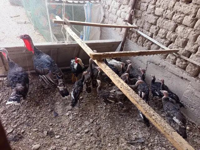 Индюк, Бобоҷон Ғафуров