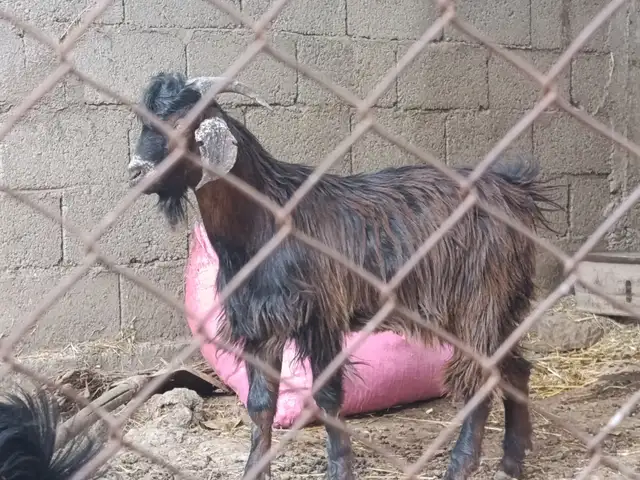 Буз, Душанбе