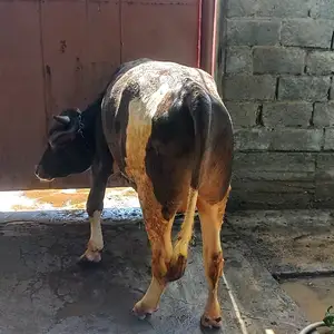 Буқа, Душанбе