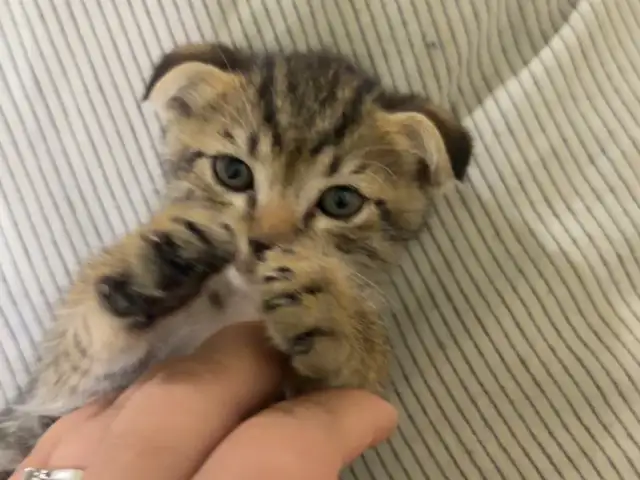 Котёнок, Душанбе - 3