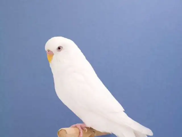 Попугай, Душанбе