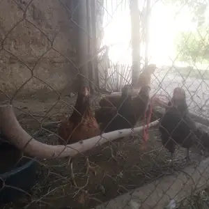 Мург, Гиссар