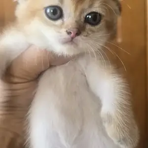 Шотлaндcкие золотые котята, Душанбе
