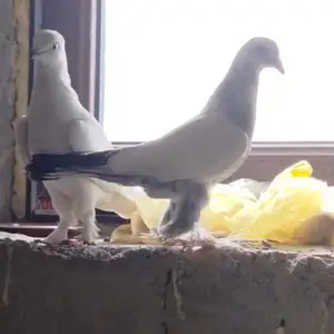 Кафтар, Вахдат