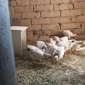 Курица, Душанбе