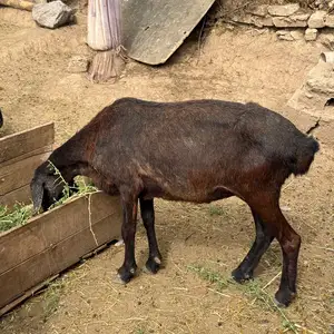 Гусфанд, Душанбе