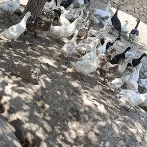 Мургоби, Данғара