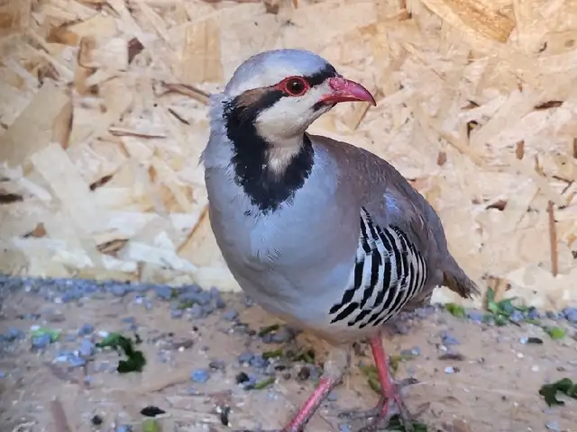 Кабк, Исфара