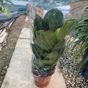 Фикус голландский, Душанбе