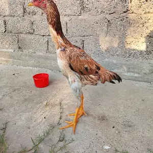 Дакан, Гиссар