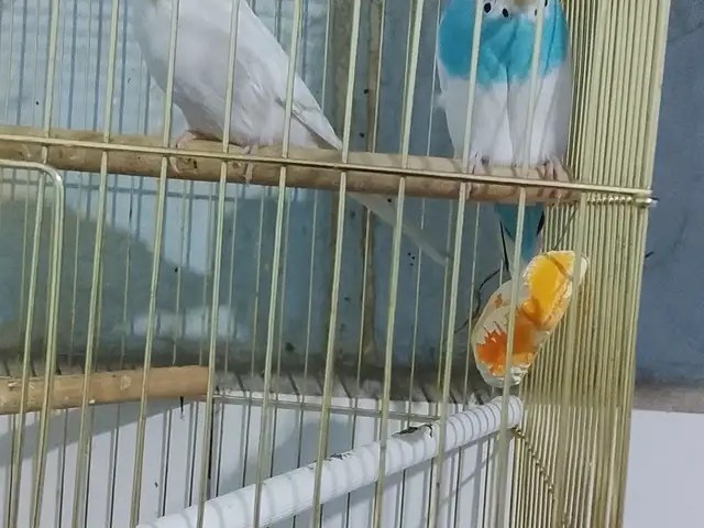 Попугай, Турсунзаде
