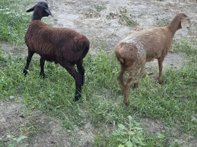 Кушкор, Хуҷанд