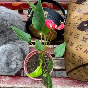 Растение Мужское счастье, Душанбе