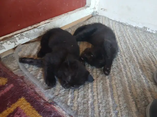 Шотландские котята, Душанбе