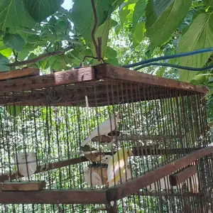 Канарейка, Душанбе