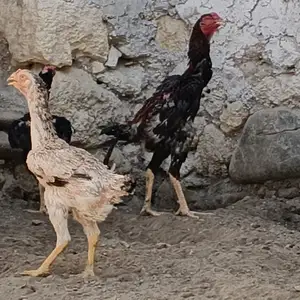 Хуруси Дакан, Исфара