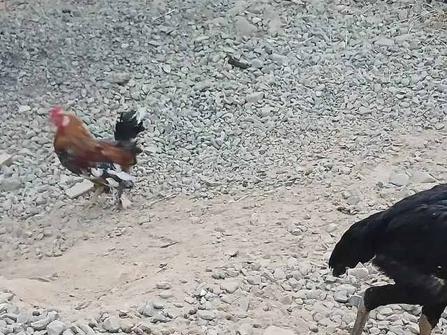 Японка хуруз, Турсунзаде