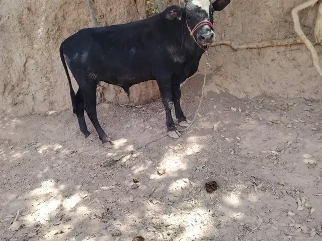 Бука, Ёвон
