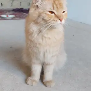 Шотландские вислоухие котята, Худжанд