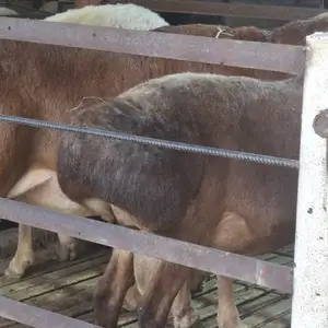 Кучкор, Худжанд