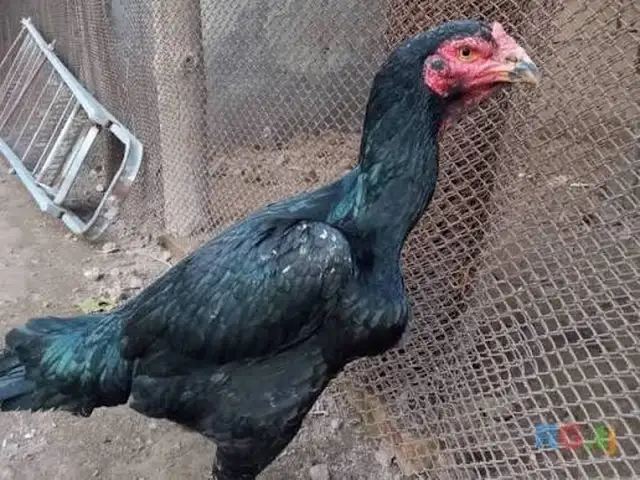 Тухми дакан, Турсунзаде