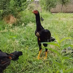 Дакан, Ҳисор