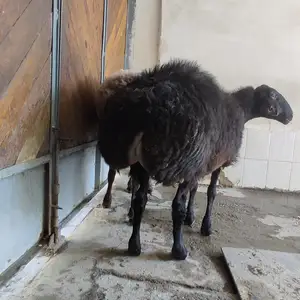 Солук, Худжанд