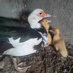 Утка бо бачаҳояш, Конибодом