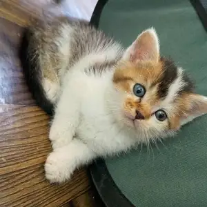 Британский кот, Душанбе