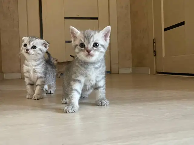 Шотландская кошка, Душанбе