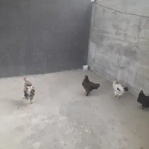 Мокиён, Душанбе