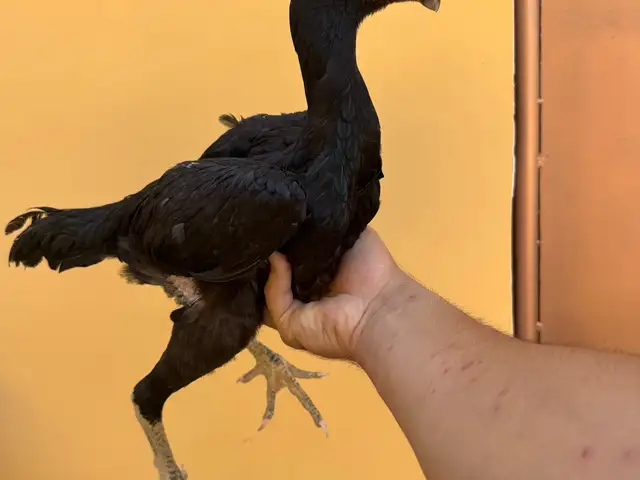 Дакан, Хуҷанд