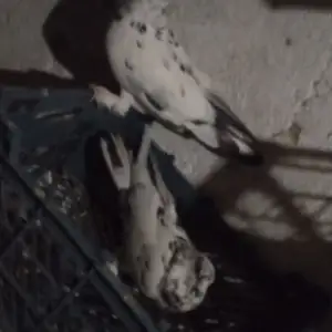 Кафтар, Вахдат