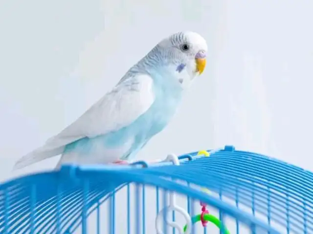 Попугай, Душанбе