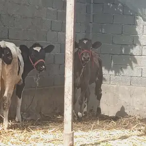 Гуночин, Турсунзаде