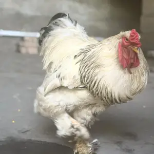 Хуруз, Душанбе