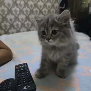 Шотландский кот, Хуҷанд