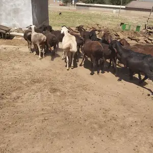 Гуспандхои хисори, Восе