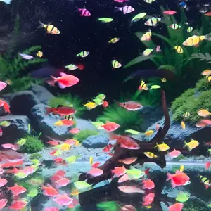 Рыбки Glo Fish, Хуҷанд
