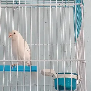 Канарейка, Канибадам