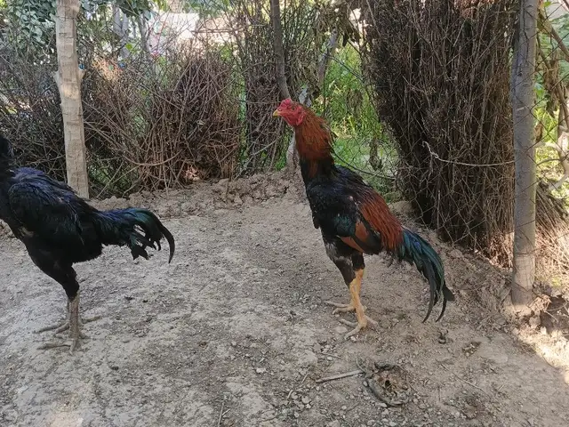 Дакан, Мастчоҳ