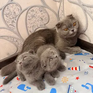 Шотландские кошки, Душанбе
