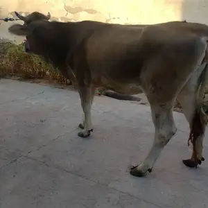 Гуночини швед, Вахш