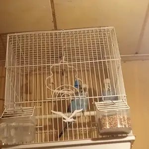 Попугай, Душанбе