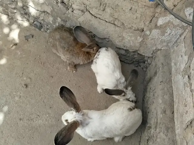 Харгуши великан, Душанбе