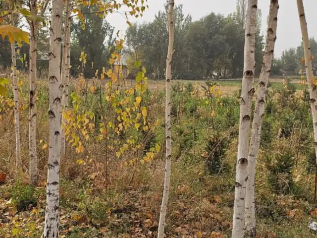 Берёза, Душанбе