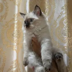 Сибирские котята, Душанбе